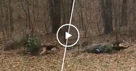 Dogs were not ready to say goodbye to Christmas tree (Video)