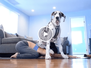 Great dane makes adorable yoga partner (Video)