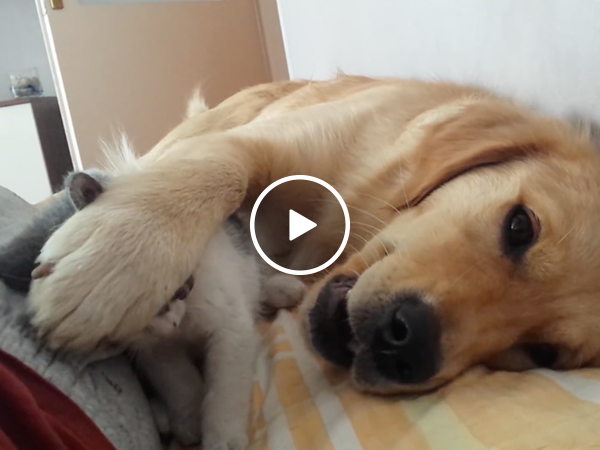 Patient dog pushes away rough playing kitten (Video)