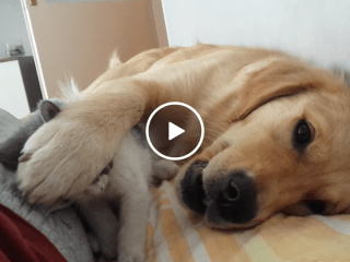 Patient dog pushes away rough playing kitten (Video)