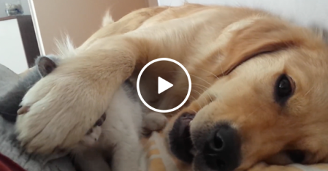 Patient dog pushes away rough playing kitten (Video)