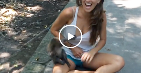 Handsy monkey grabs woman's breast (Video)