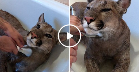 Puma Getting Washed Off | Cute Cat Taking A Bath