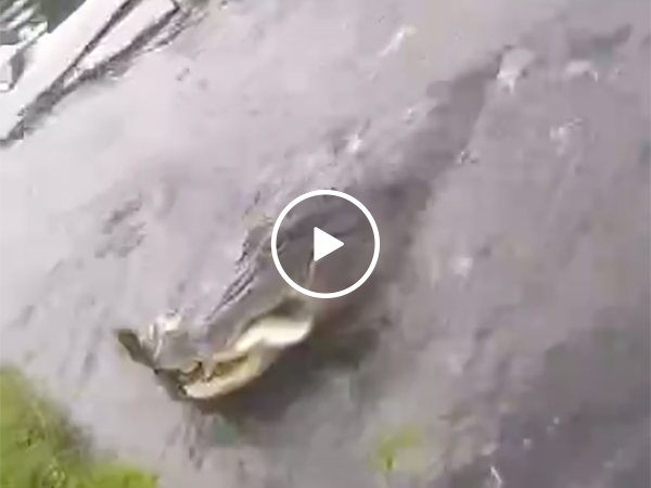 Alligator Steals Guy's Fish On a Lake in Florida
