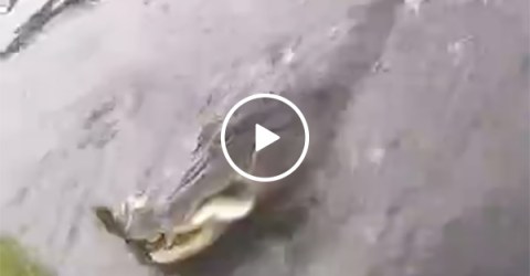 Alligator Steals Guy's Fish On a Lake in Florida