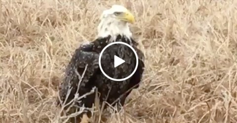 Game warden rescues frozen bald eagle (Video)