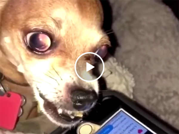 Dog reacts to hearing Fergie's National Anthem at NBA All-Star game