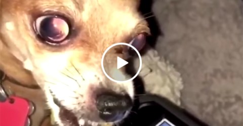 Dog reacts to hearing Fergie's National Anthem at NBA All-Star game