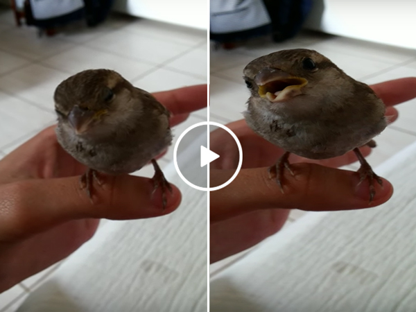 Bird is shocked by owner's incredible singing voice