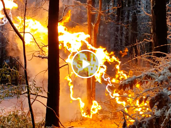 Fallen power line creates pulsing fire in tree (Video)