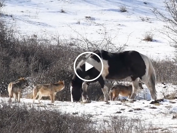Horse not phased by pack of hungry wolves (Video)