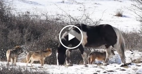 Horse not phased by pack of hungry wolves (Video)