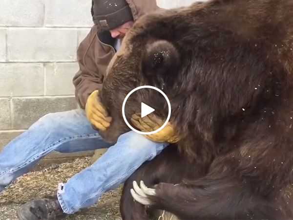 Caretaker soothes 1,400 pound sick bear named Jimbo (Video)