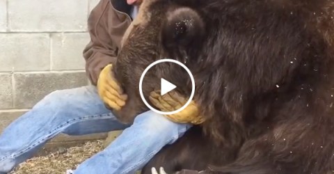 Caretaker soothes 1,400 pound sick bear named Jimbo (Video)