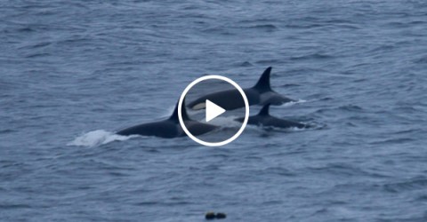 Killer Whales Swim Directly Towards Two Kids Swimming
