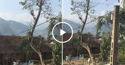 Lumberjack Cuts Tree and It Falls On His House