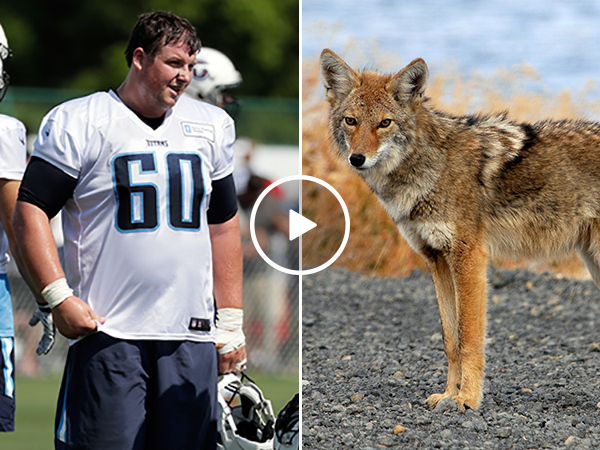 Tennessee Titans Catches a Stray Coyote Using Only His Hands