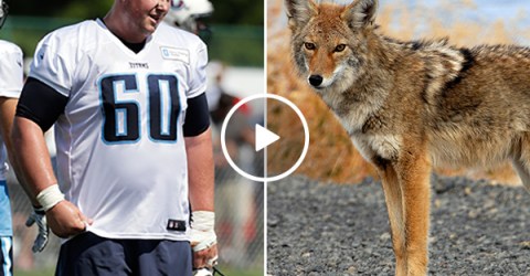 Tennessee Titans Catches a Stray Coyote Using Only His Hands