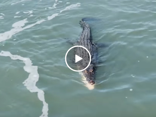 Shark and crocodile fight over piece of food