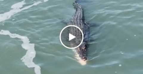 Shark and crocodile fight over piece of food