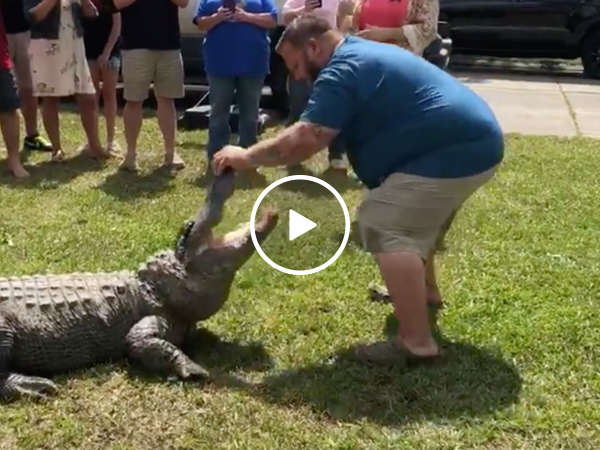 Louisiana 'Gator King' uses massive live alligator for gender reveal