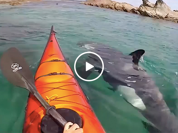 Kayaker captures amazing up close footage of New Zealand ocean life
