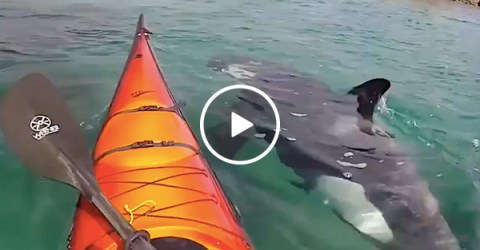 Kayaker captures amazing up close footage of New Zealand ocean life