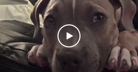Rowdy puppy hypnotized to fall asleep in less than a minute (Video)
