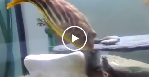 Fish Goes Nuts And Eats A Crab After It Pinched Him