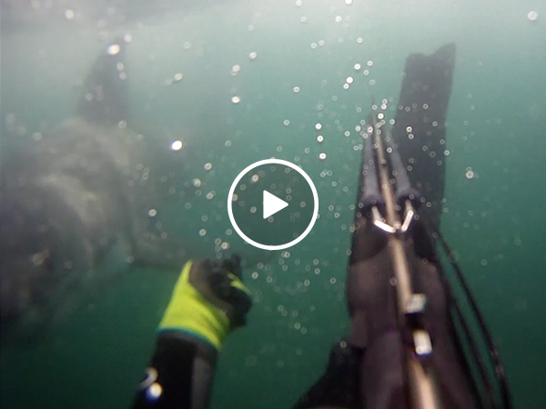 Spear fisher attacked by shark tearing off his flipper (Video)
