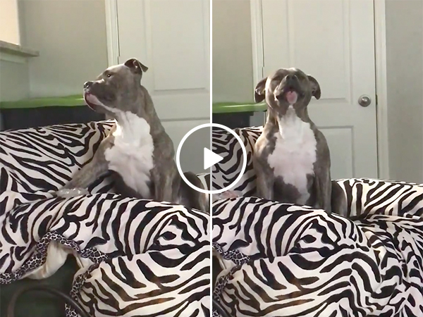 Cute Dog Starts Singing To Country Singer Chris Stapleton
