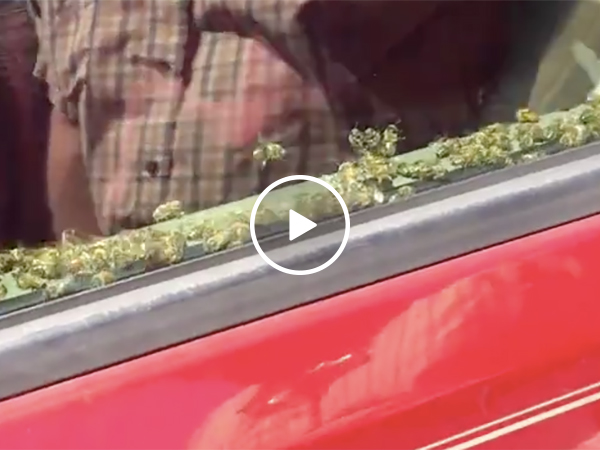 A Guy's Car Gets Filled With Bees and He Didn't Care
