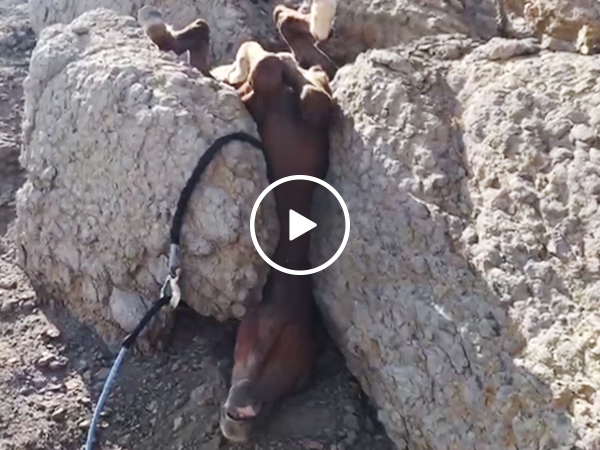 Men save horse stuck upside down in rocks (Video)