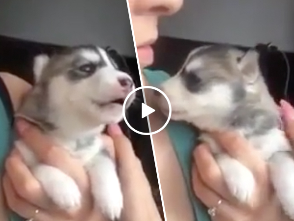 Tiny cute husky puppy attempts his first howl (Video)