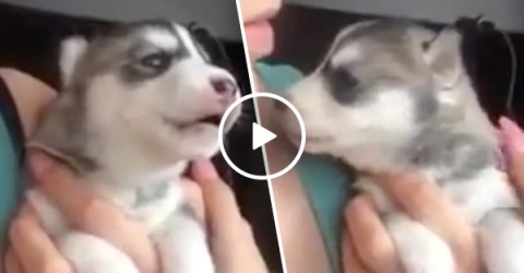 Tiny cute husky puppy attempts his first howl (Video)