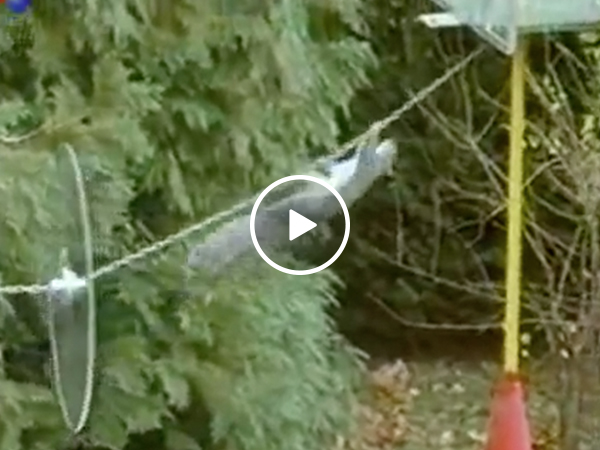 Squirrel pulls off impressive obstacle course Mission Impossible style