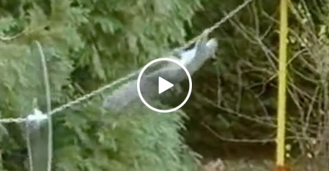 Squirrel pulls off impressive obstacle course Mission Impossible style