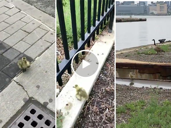 A group of stoners help a goose chick back to its mother