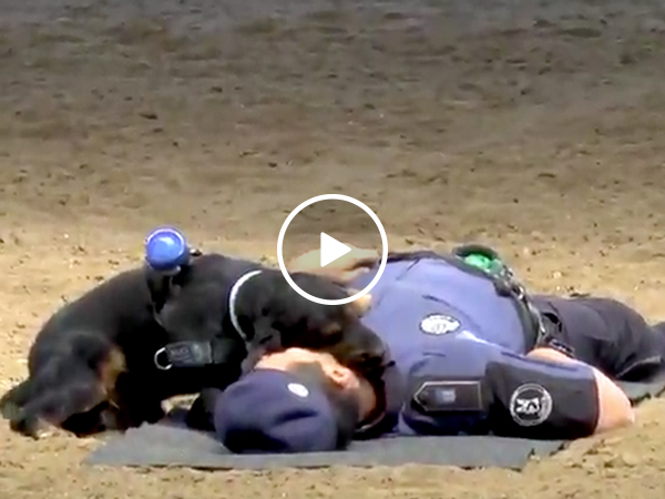 Adorable police dog attempts CPR to save handler (Video)