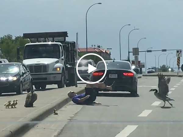 Good Samaritan attacked by Canada goose family while trying to help