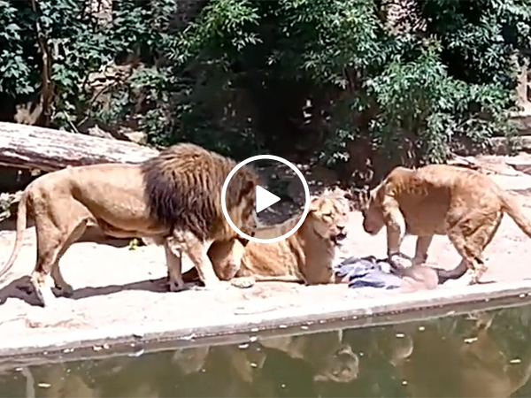 Lion Stalks and Kills A Bird In A Zoo and It's Wild