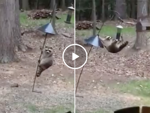 Raccoon Shows Off His Parkour Skills and Steals from Bird Feeder