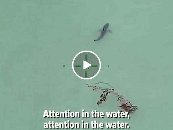 Paddle Boarders told to remain calm surrounded by 15 great whites