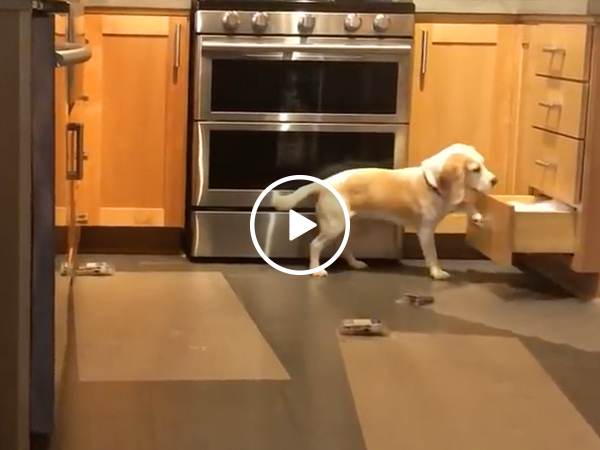 World's smartest beagle vs. shock mats (Video)