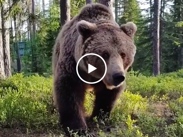 Camper Wakes Up To Massive Grizzly Bear Outside His Tent