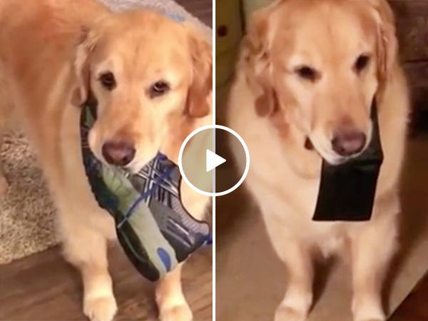Adorable dog Archie is a master thief (Video)