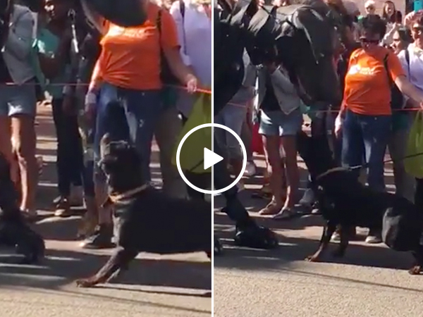 Dog loses his mind meeting a MUCH larger friend (Video)