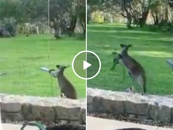Kangaroo tries to get Into a Swing and Fails Miserably