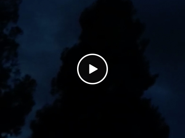 Mysterious birb sings R. Kelly with strangers (Video)