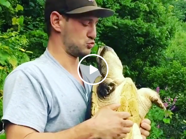 SURE, OPEN MOUTH KISS THAT SNAPPING TURTLE (Video)